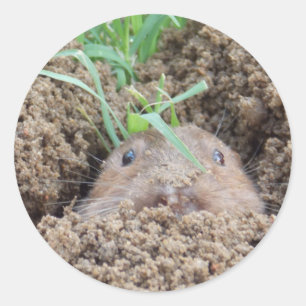 Vole Creature Postcard Classic Round Sticker