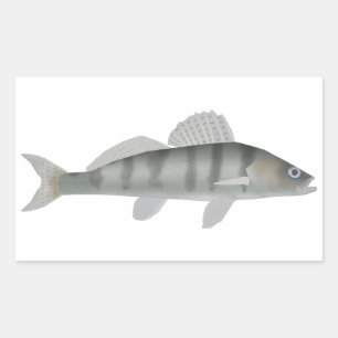 Volga Pikeperch Rectangular Sticker