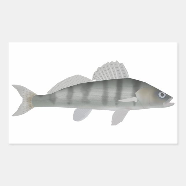 Volga Pikeperch Rectangular Sticker (Front)