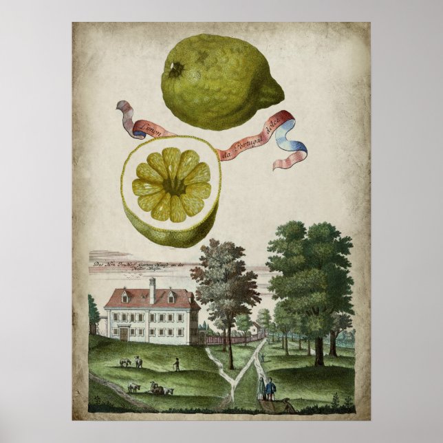 Volkamer Citrus Lemon Italian Landscape  Poster (Front)