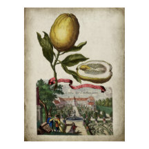 Volkamer Citrus Lemon Italian Landscape Poster