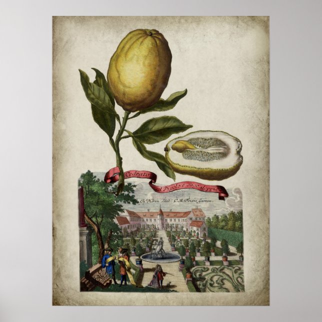 Volkamer Citrus Lemon Italian Landscape Poster (Front)