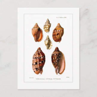 Voluta Shells Postcard