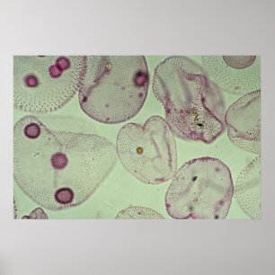 Volvox, algae poster