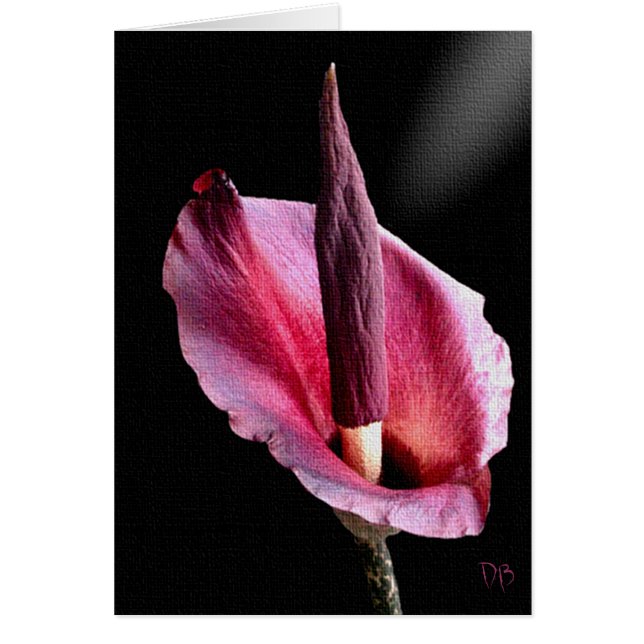 Voodoo Lily Cards (Front)