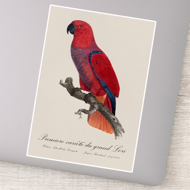 Vosmaer Eclectus Parrot, Eclectus Roratus Vosmaeri (Vosmaer Eclectus Parrot, Eclectus Roratus Vosmaeri. Sticker)