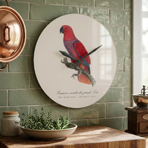 Vosmaer Eclectus Parrot, Eclectus Roratus Vosmaeri Large Clock