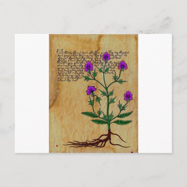 Voynich Herboristeria Vintage RetroCharms Postcard (Front)
