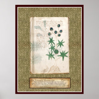 Voynich Plate 12 Poster