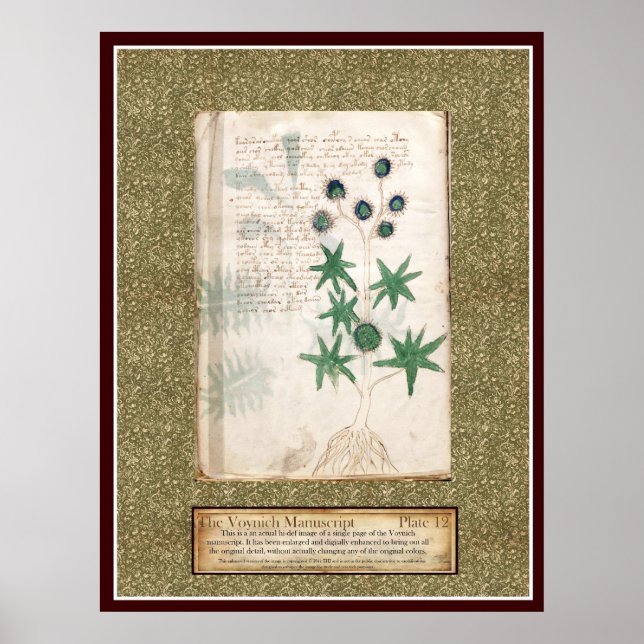 Voynich Plate 12 Poster (Front)