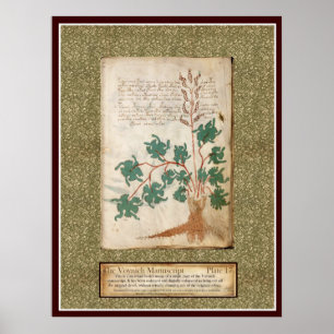 Voynich Plate 17 Poster