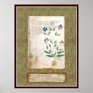 Voynich Plate 18 Poster