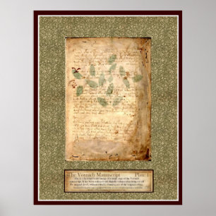 Voynich Plate 1 -Botanical Illustration Poster