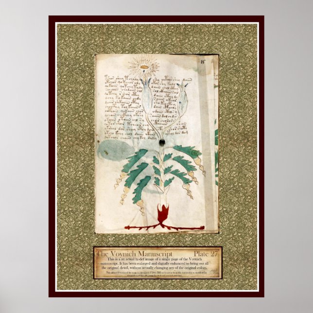 Voynich Plate 27 Poster (Front)