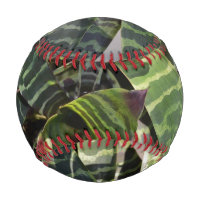 Vriesea Splendens Bromeliad Plant Striped Leaves