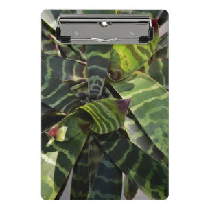 Vriesea Splendens Bromeliad Plant Striped Leaves Mini Clipboard