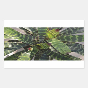 Vriesea Splendens Bromeliad Plant Striped Leaves Rectangular Sticker