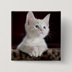 Vulnerable White Kitten 15 Cm Square Badge