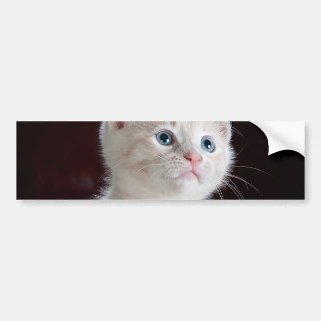 Vulnerable White Kitten Bumper Sticker (Front)