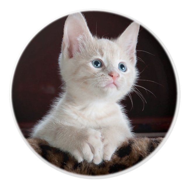 Vulnerable White Kitten Ceramic Knob (Front)