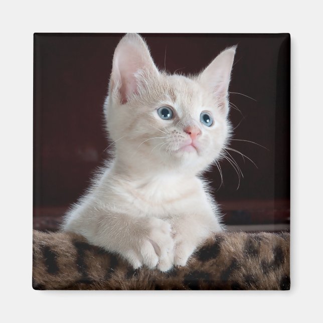 Vulnerable White Kitten Magnet (Front)