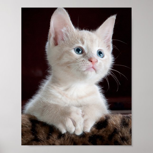 Vulnerable White Kitten Poster (Front)