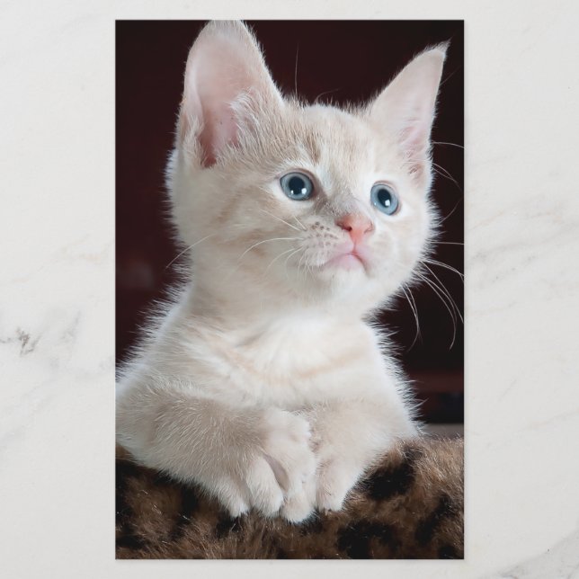 Vulnerable White Kitten Stationery (Front)