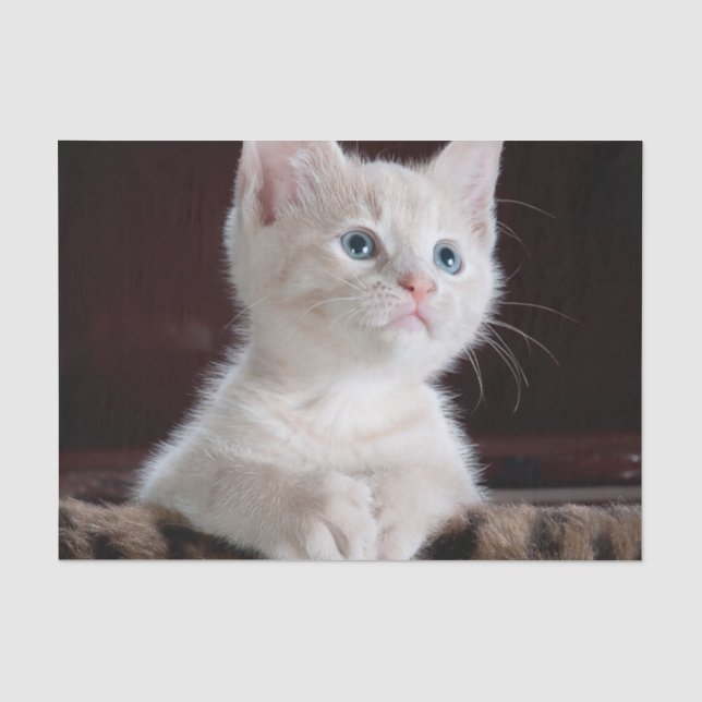 Vulnerable White Kitten Tissue Paper (Front)