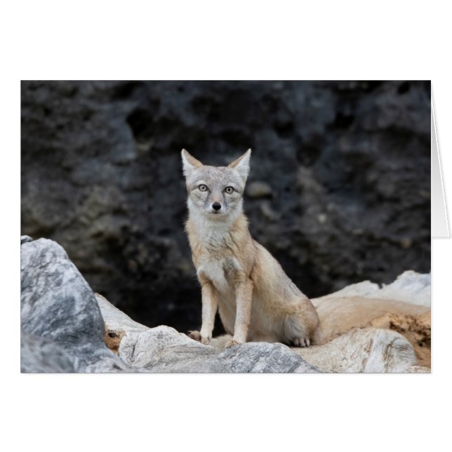 Vulpes corsac (Front Horizontal)