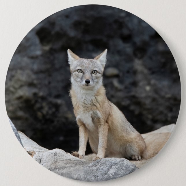 Vulpes corsac 6 cm round badge (Front)