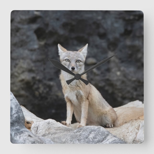 Vulpes corsac square wall clock (Front)
