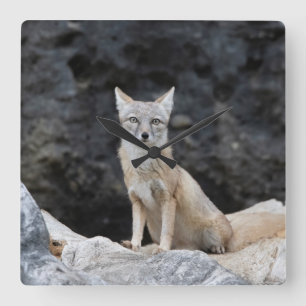 Vulpes corsac square wall clock