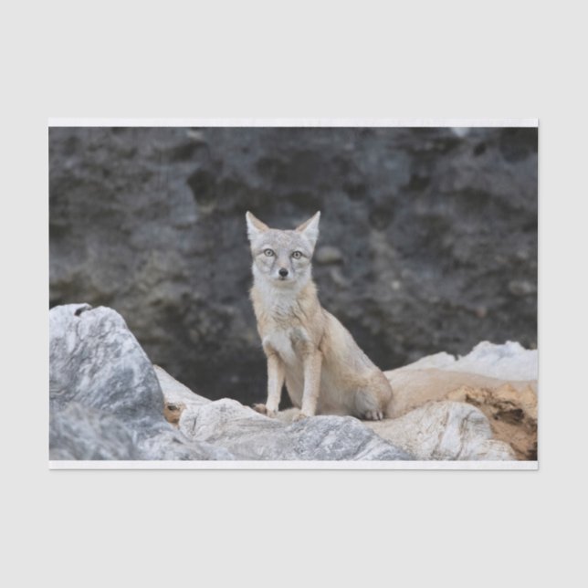 Vulpes corsac tissue paper (Front)