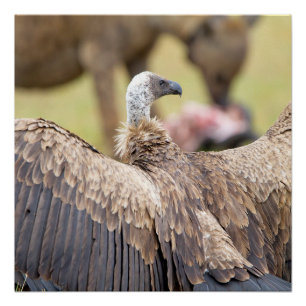 Vulture and Hyena Poster