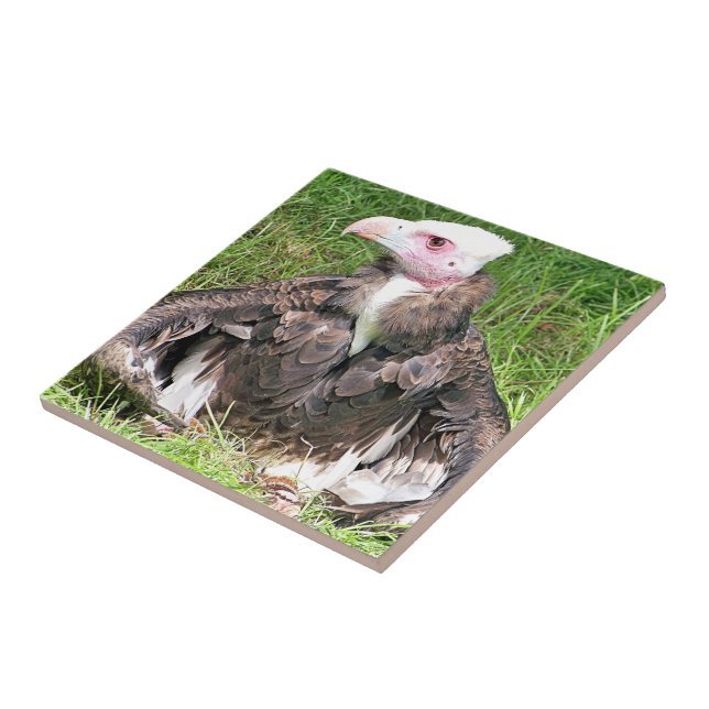 VULTURE CERAMIC TILE (Side)