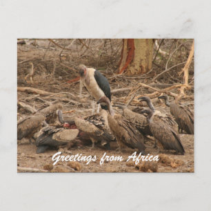 vulture crowd postcard