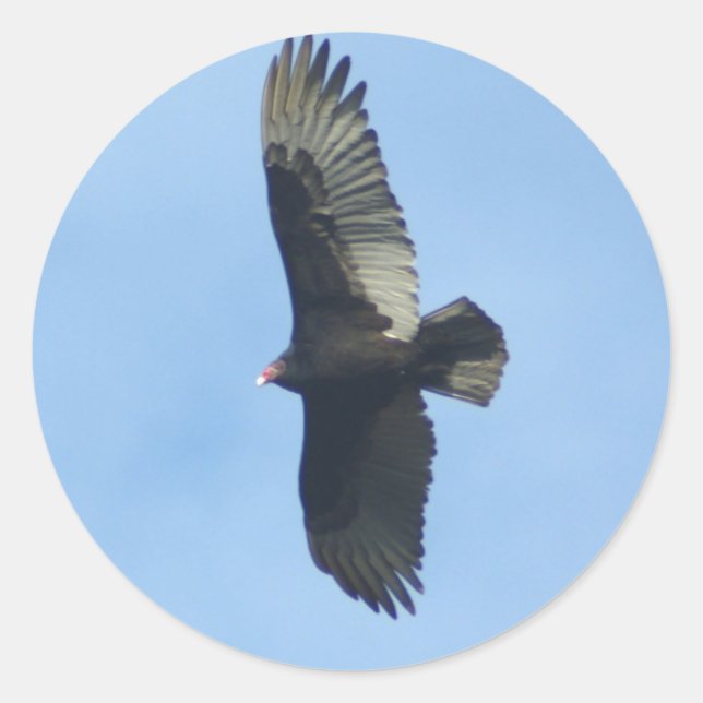 Vulture Ornithology Classic Round Sticker (Front)