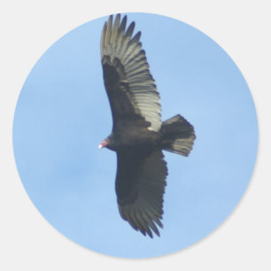 Vulture Ornithology Classic Round Sticker