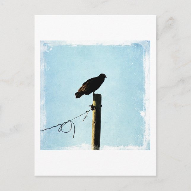 Vulture Postcard (Front)