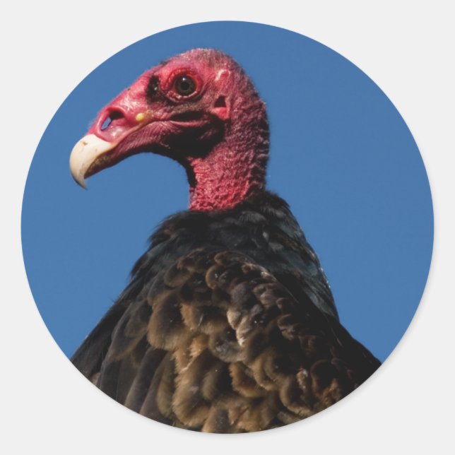 Vulture Profile Classic Round Sticker (Front)