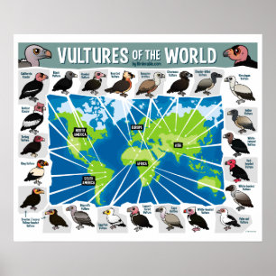 Vultures of the World Poster