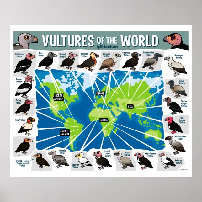 Vultures of the World Poster (Front)