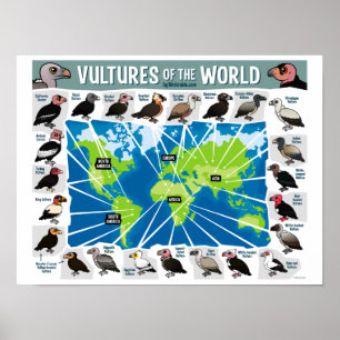 Vultures of the World Poster