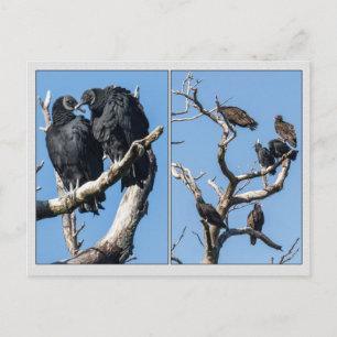 Vultures Postcard