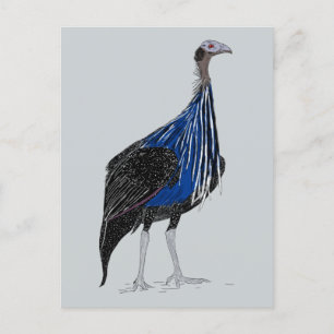Vulturine Guineafowl Postcard