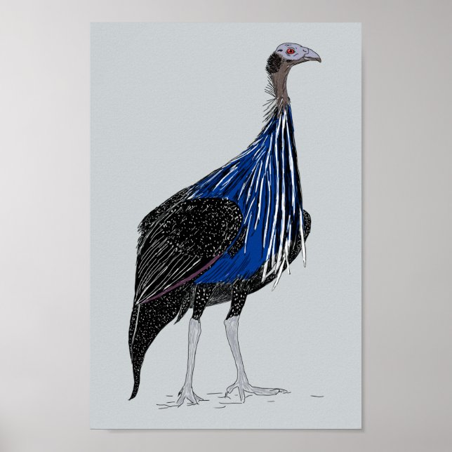 Vulturine Guineafowl Poster (Front)