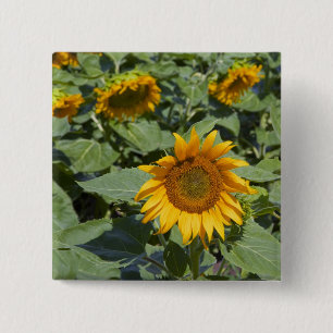 WA, Kittitas County, Sunflower Field 15 Cm Square Badge