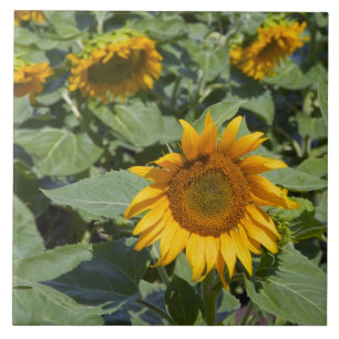 WA, Kittitas County, Sunflower Field Ceramic Tile