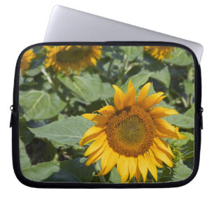 WA, Kittitas County, Sunflower Field Laptop Sleeve