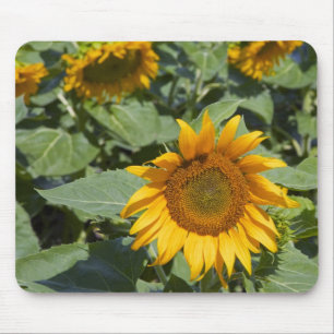 WA, Kittitas County, Sunflower Field Mouse Pad